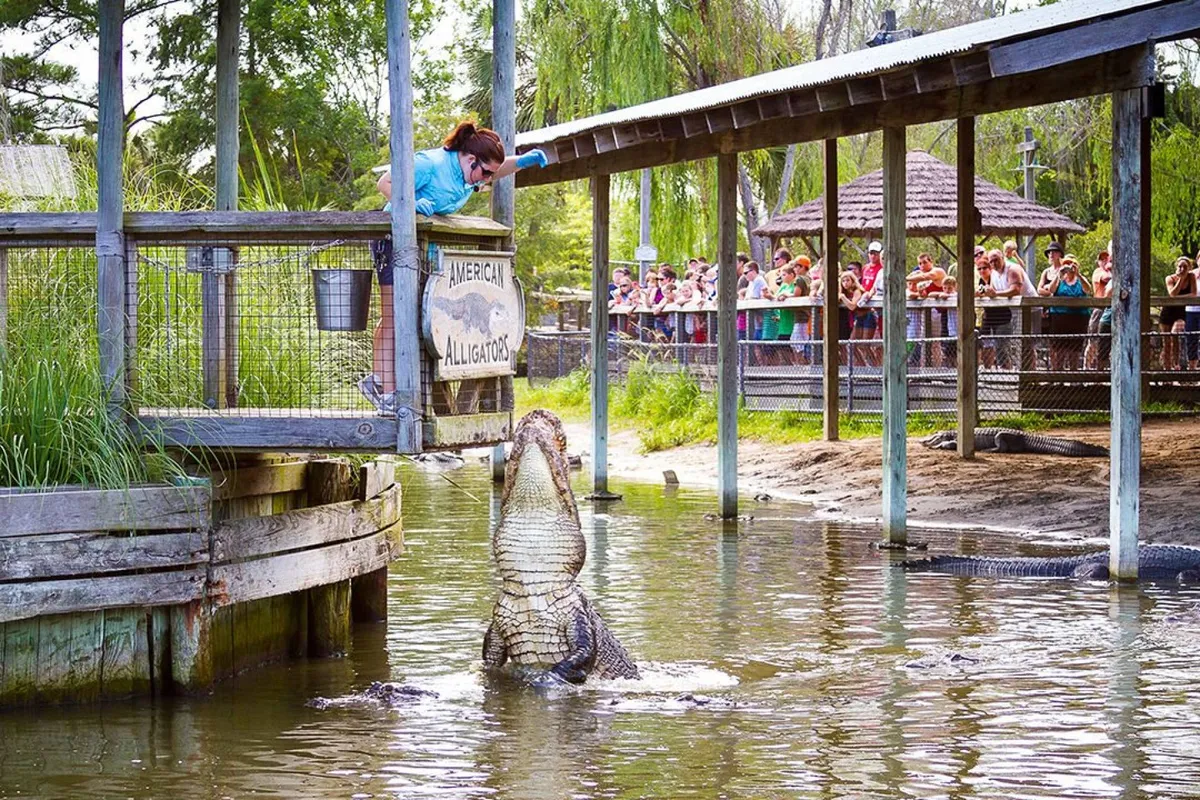An exterior scene capturing the excitement of an alligator feeding demonstration, with a person feeding the alligator as an audience looks on. The unique wildlife experience takes place outdoors, engaging guests in memorable activities.